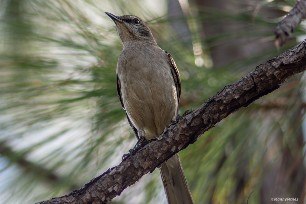 Mockingbird