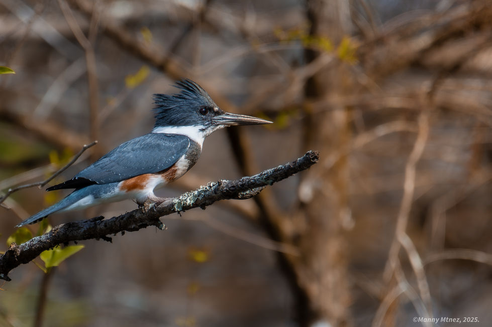 Belted Kingfisher