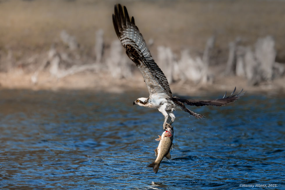 Osprey with a bass.