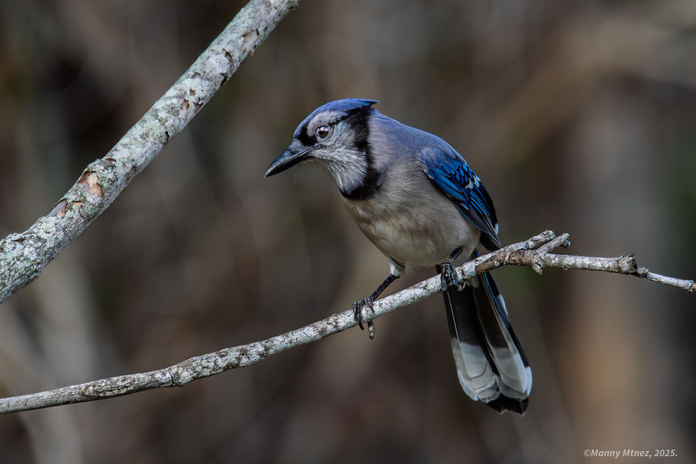 Bluejay