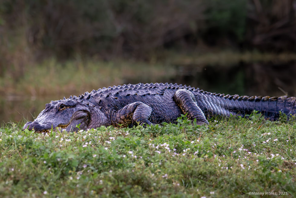 American Alligator
