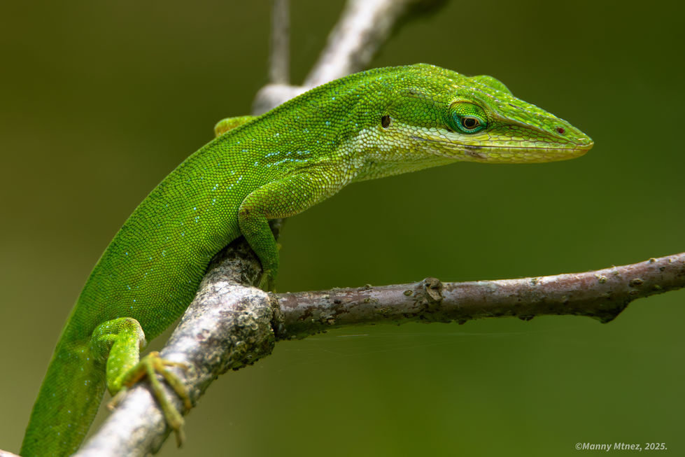Green Anole