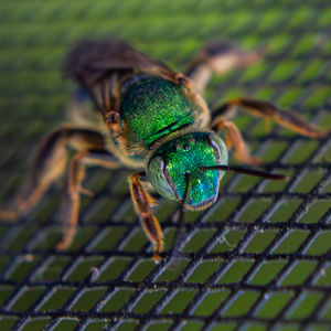 Metallic Green Bee
