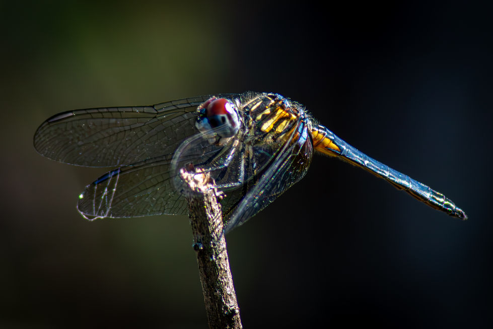 Dragonfly