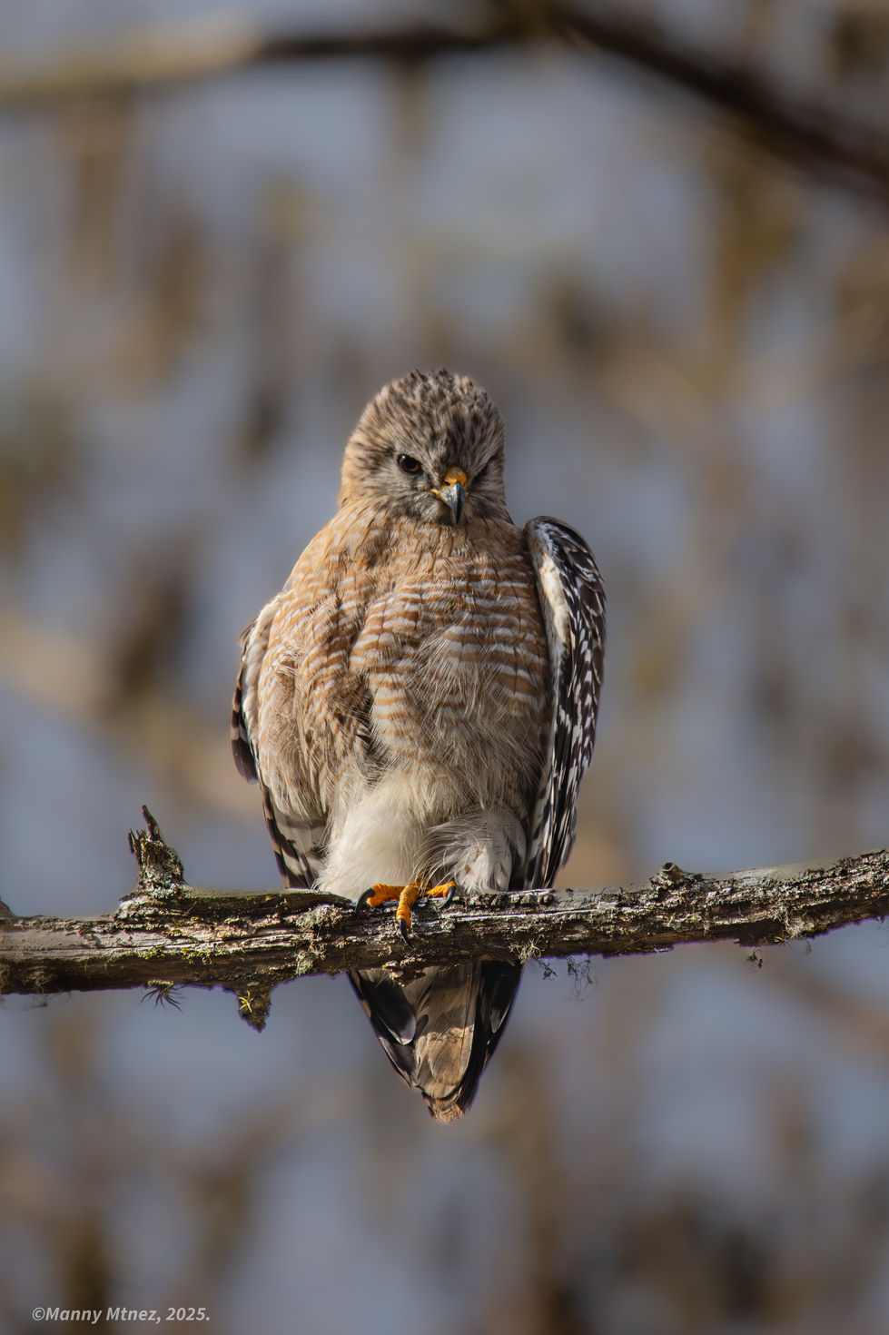 Red Shouldered Hawk.