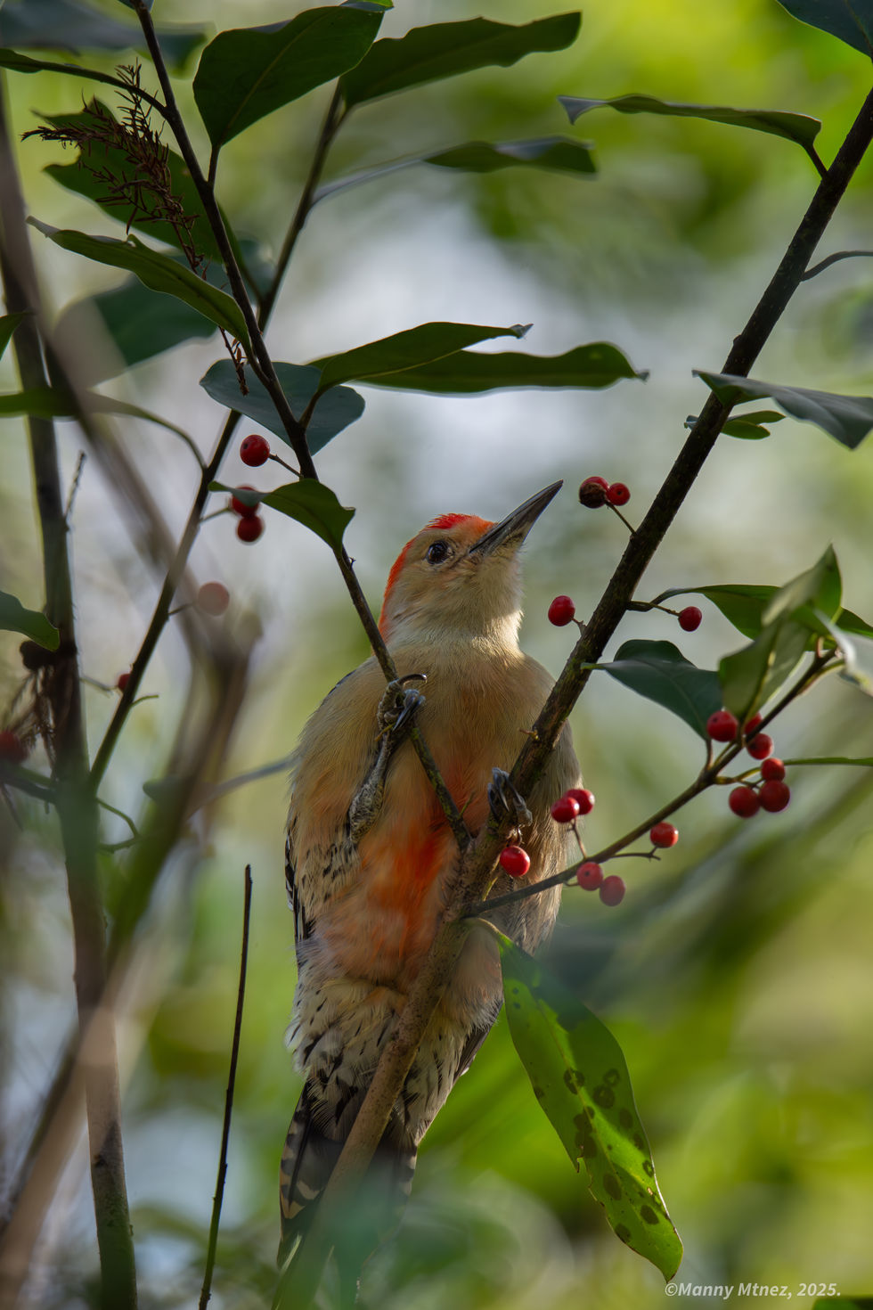 Red Bellied Woodpecker