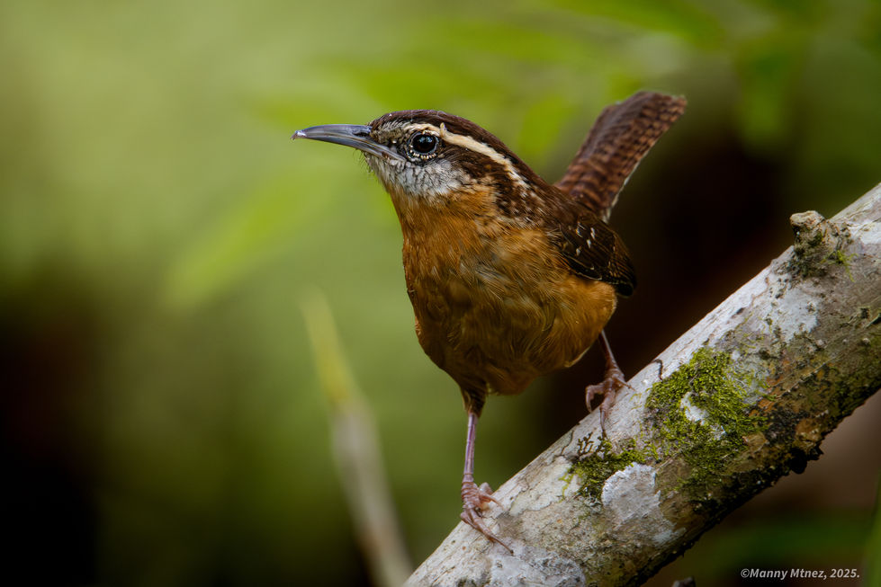 Carolina Wren