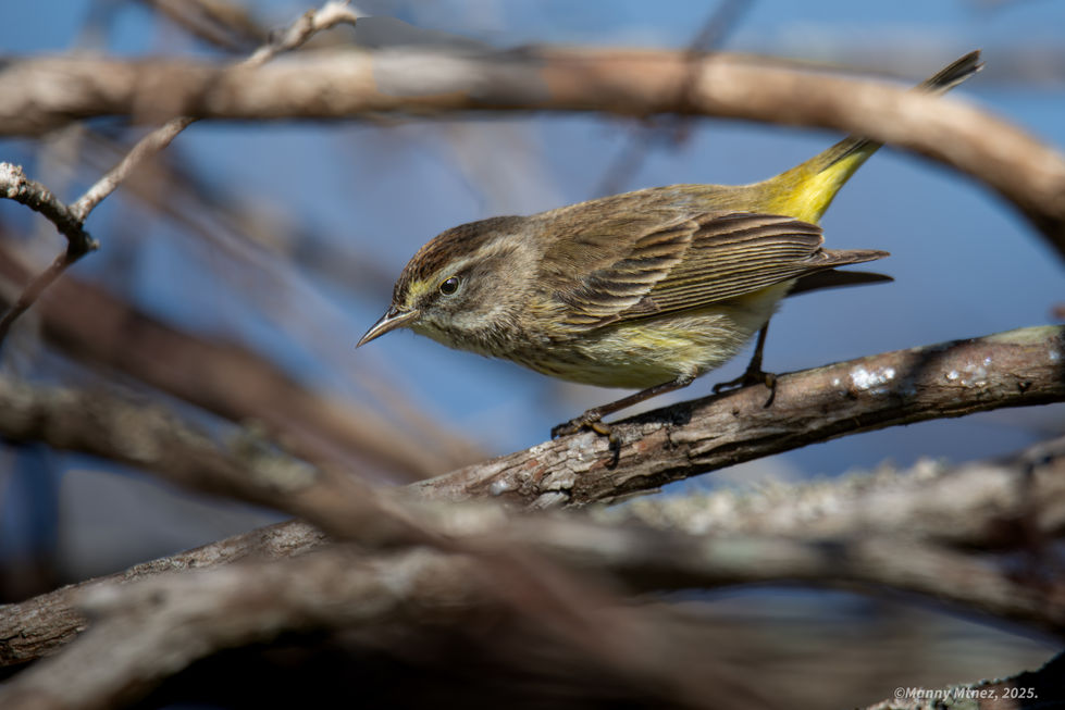Palm Warbler