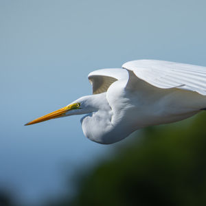 Great Egret.