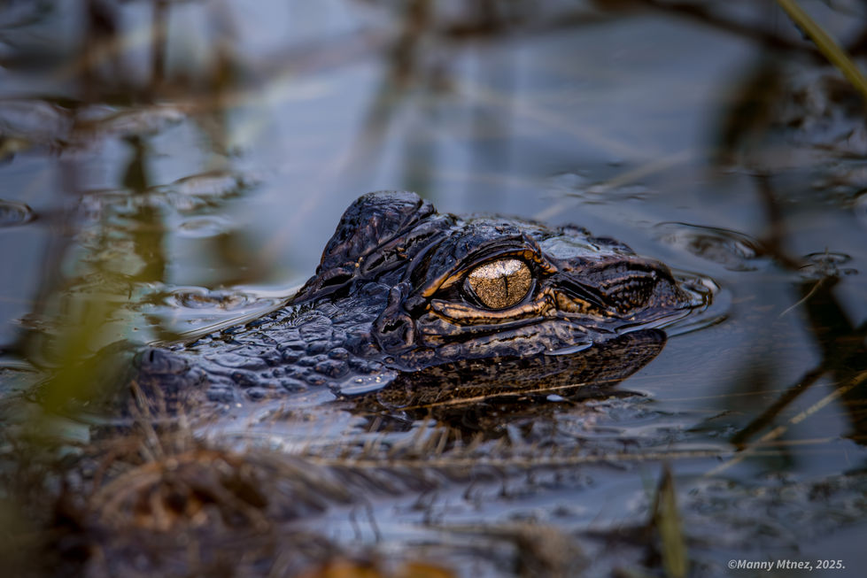 New born Gator