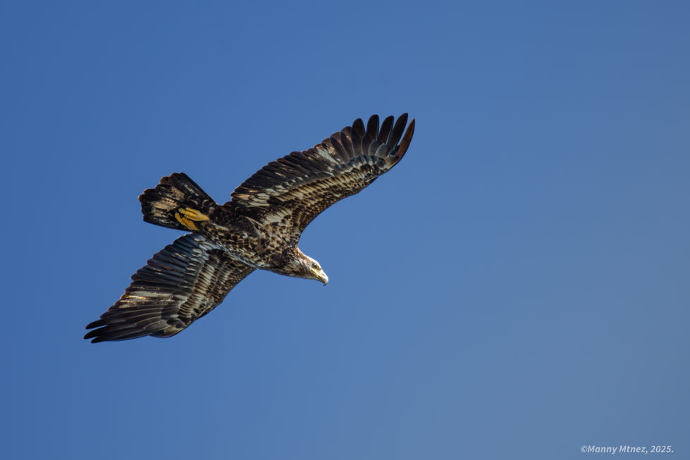 Juvie Bald Eagle