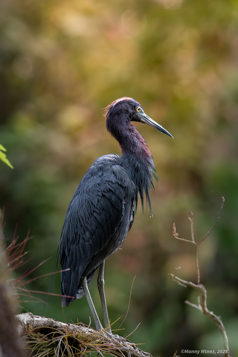 Little Blue Heron