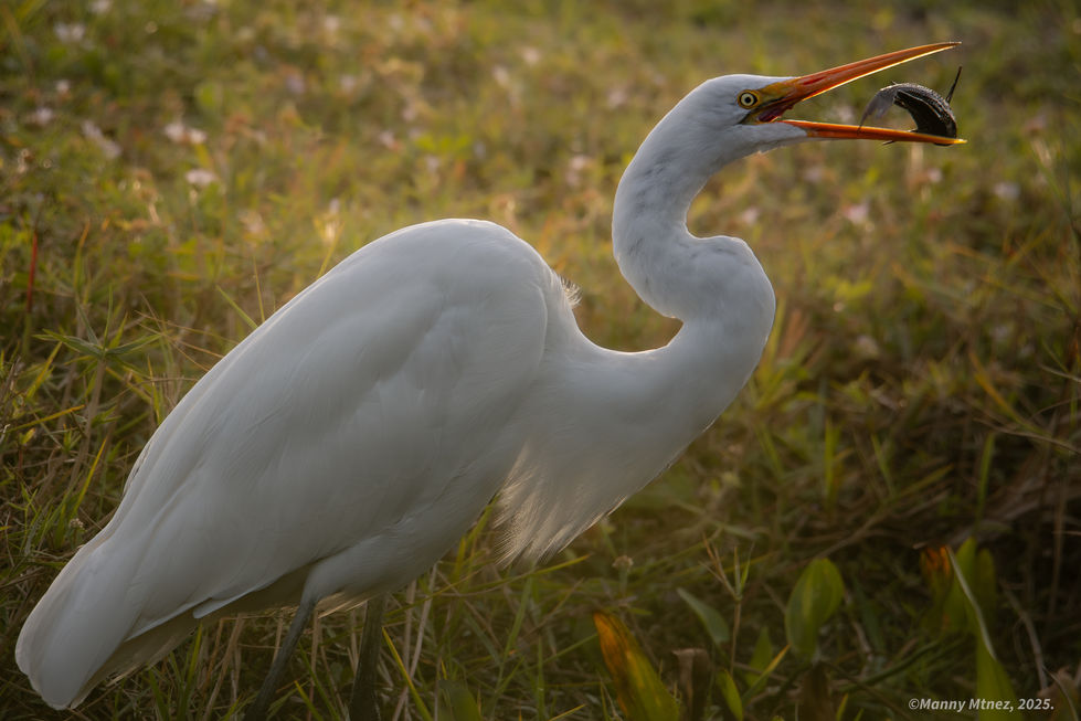 Great Egret