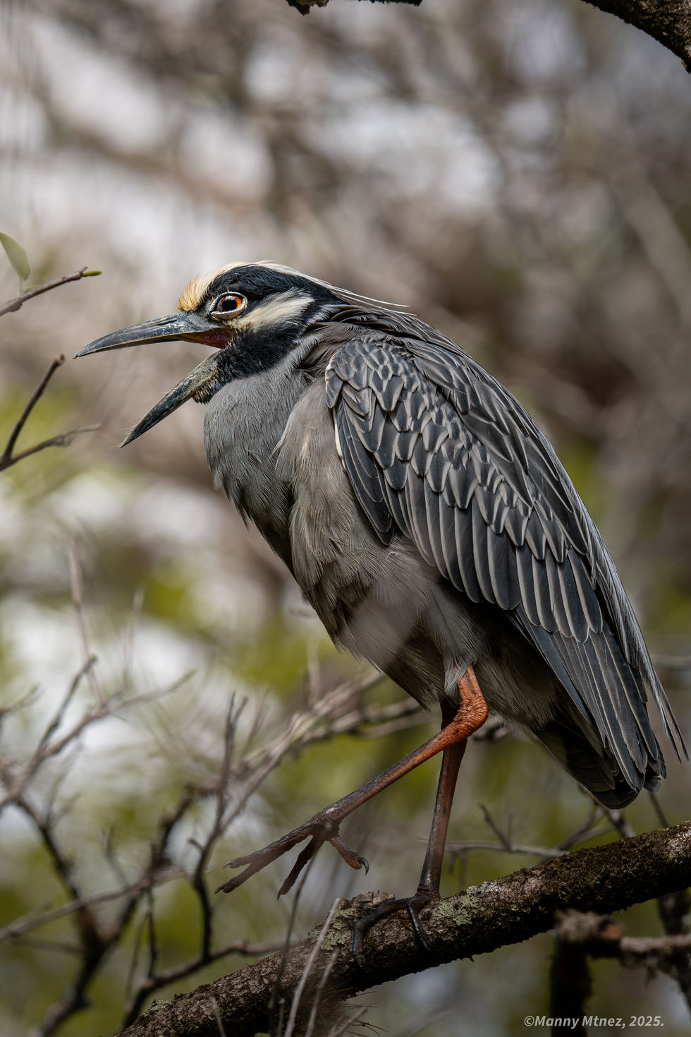 Yellow Crowned Night Heron