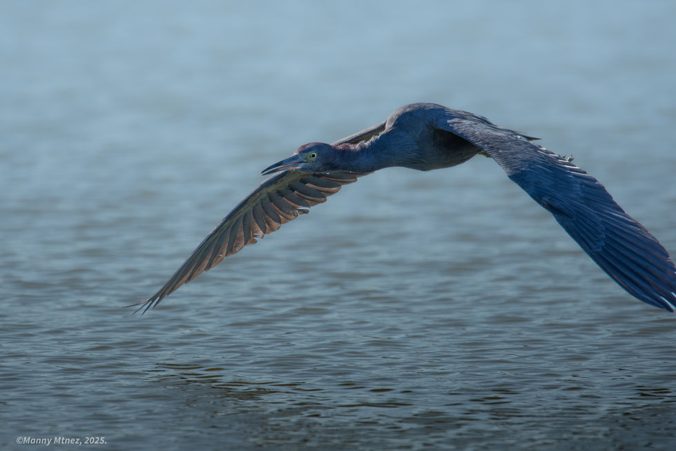 Little Blue Heron.