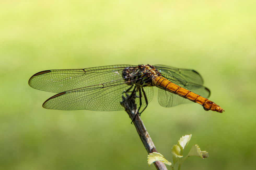 Dragonfly
