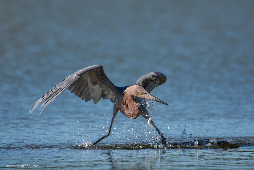 Reddish Egret's dance.