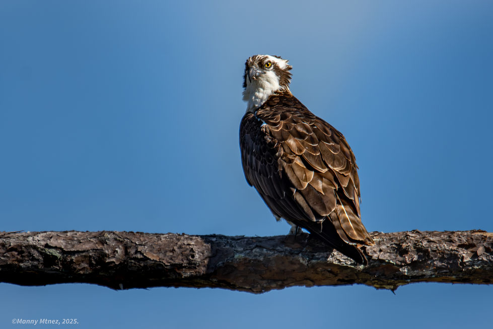 Osprey Stare