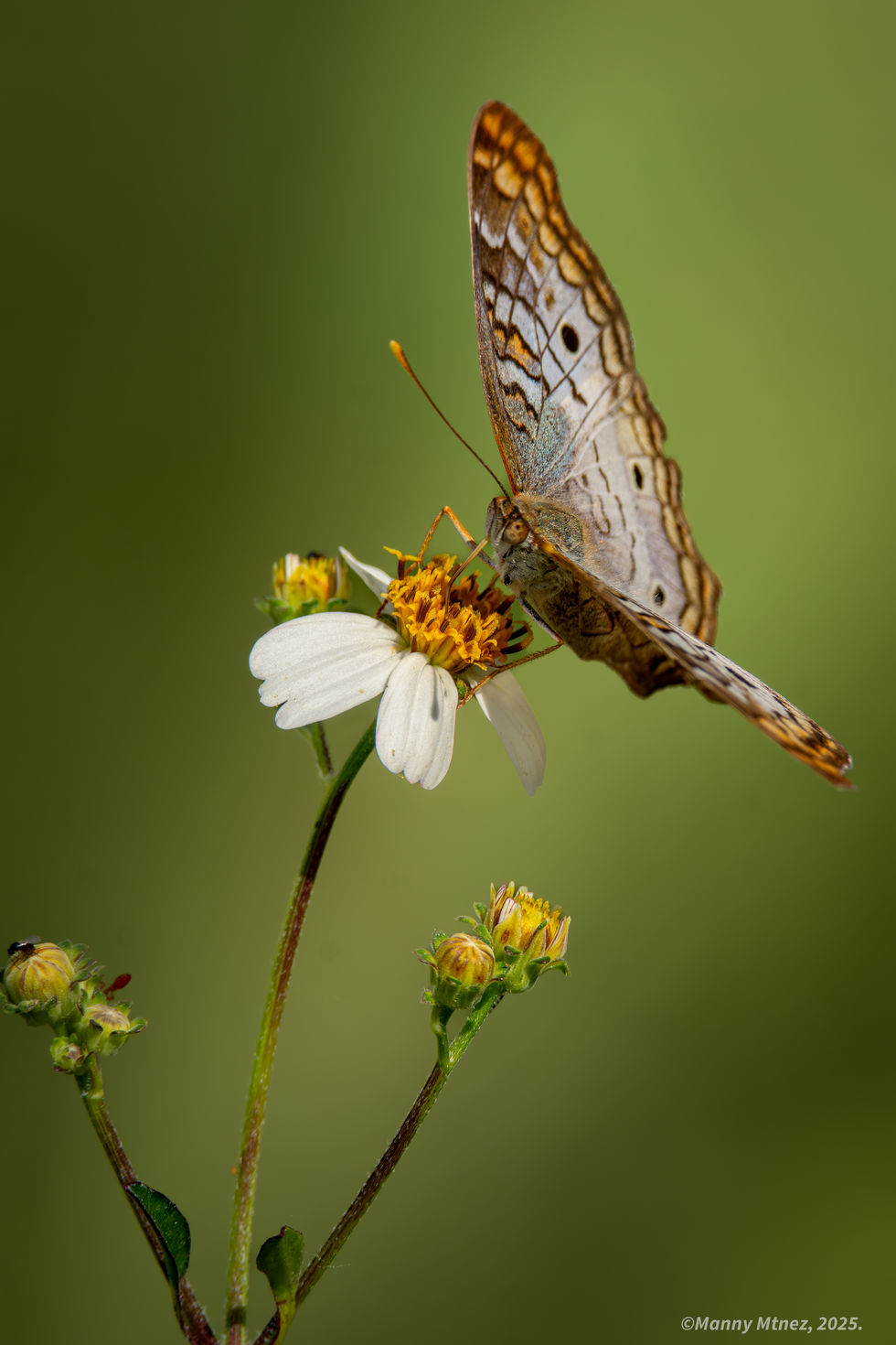 White Peacock Butterfly