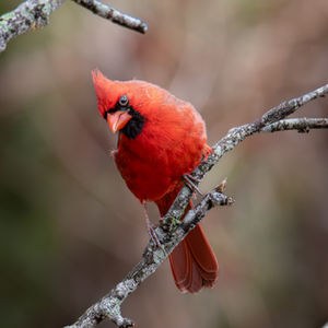Northern Cardinal