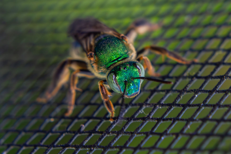 Metallic Green Bee