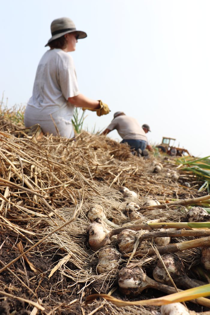 Group harvesting garlic
