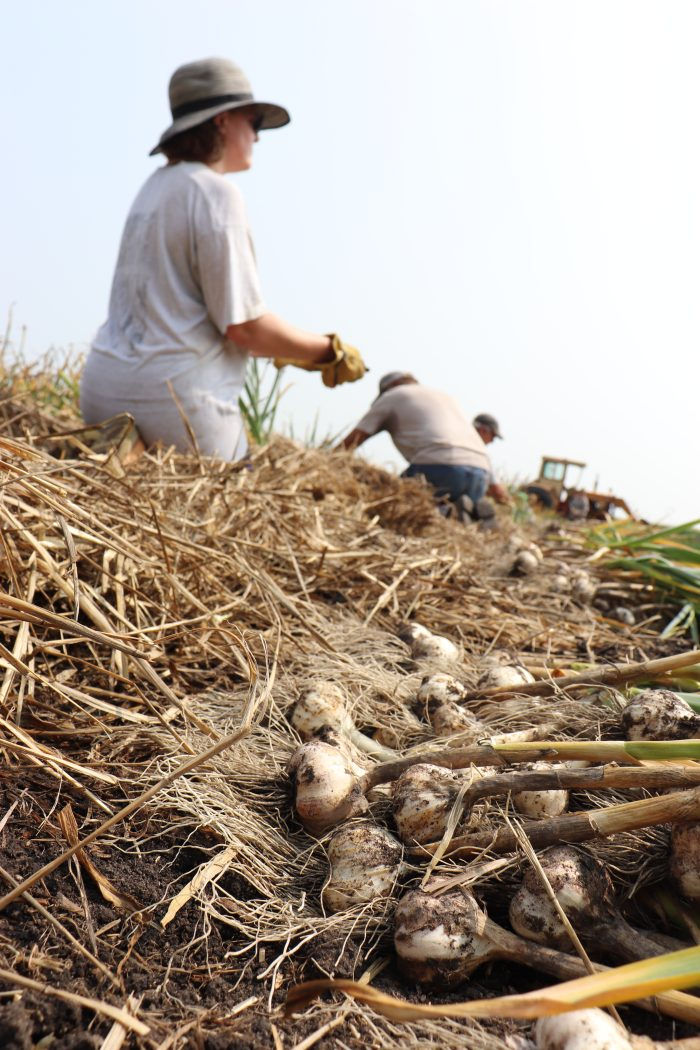 The 2023 garlic harvest is in! Plus - new varieties