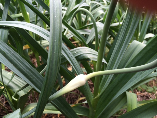 picking scapes