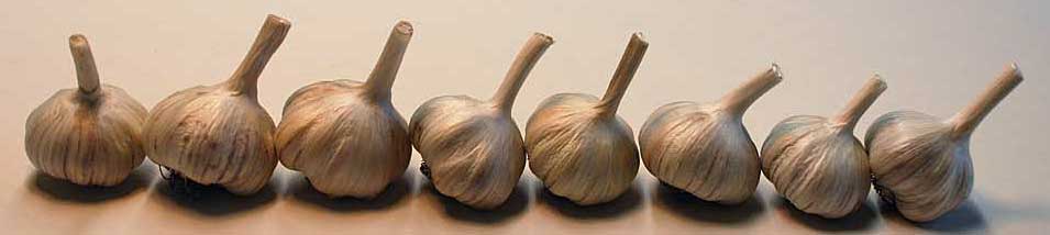 Hardneck garlic lined up in a row