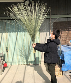 いぐさの製織の事前準備を体験する五十嵐畳店3代目