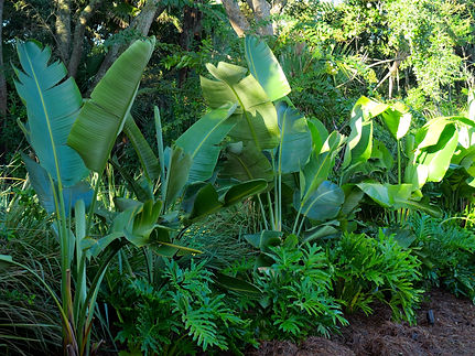side yard foliage.jpg