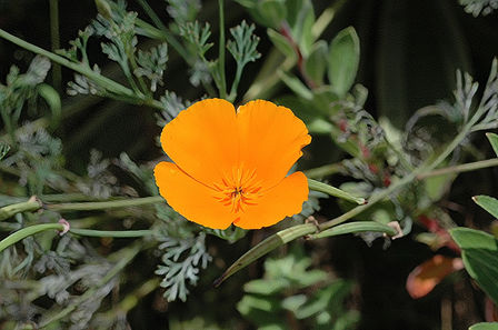 California Poppy in Esalen Gardens.