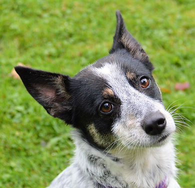 Misty 9 jr 45 cm.jpg