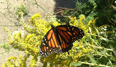 Monarch Butterfly GCHV Garden Oct 12 2013 Panora Iowa.jpg