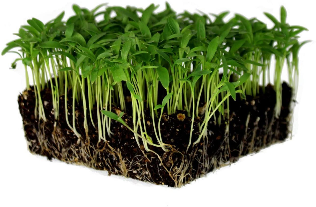 Cilantro Microgreens