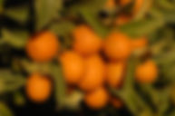 valencia- orange-trees-for-sale.jpg