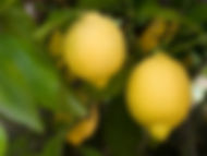valencia- orange-trees-for-sale.jpg