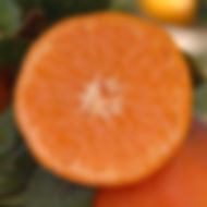 valencia- orange-trees-for-sale.jpg