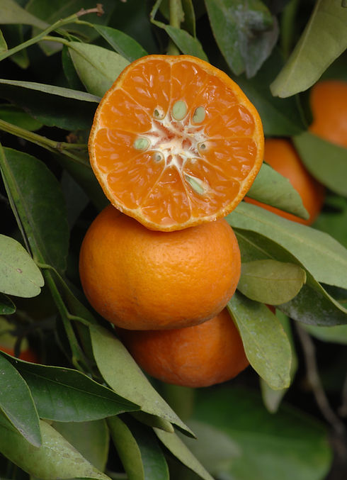 dancy-tangerine-trees-for-sale.JPG