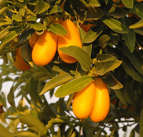 nordmann-seedless-kumquat.JPG