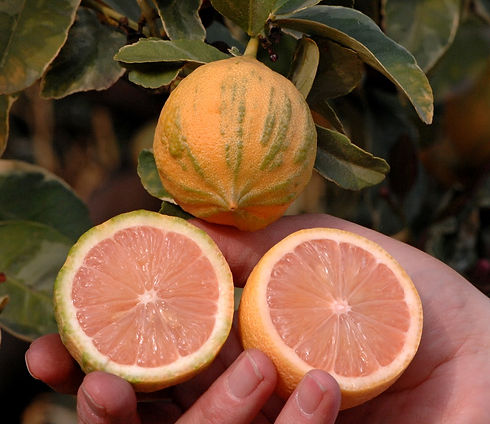 Eureka-variegated-pink-lemon-trees-for-sale.JPG