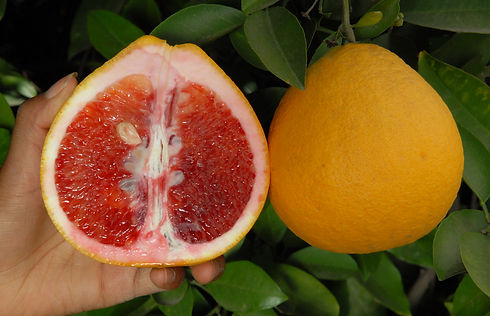 Valentine-pummelo-for-sale.JPG