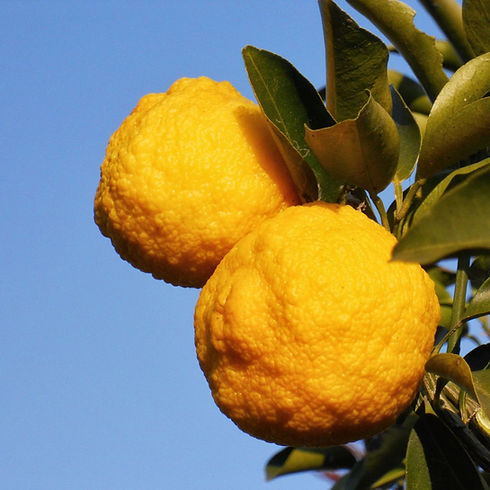yuzu-tree-for-sale.jpg