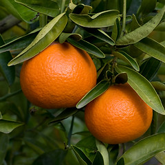 citrusさま　おまとめ Fremont Mandarin Trees For Sale - USDA/CDFA Certified - Ships To