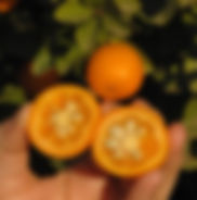 valencia- orange-trees-for-sale.jpg