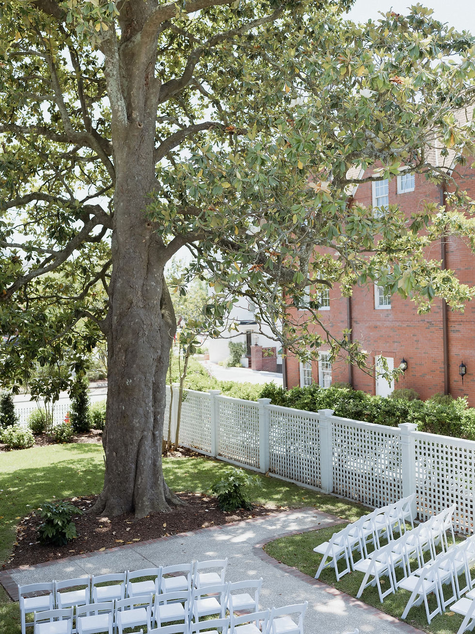 200 year old Magnolia Tree