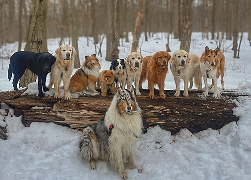 doggies_edited.png