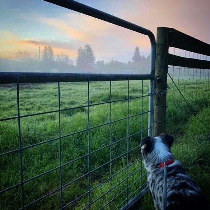 Taylor Mountain Canine Retreat