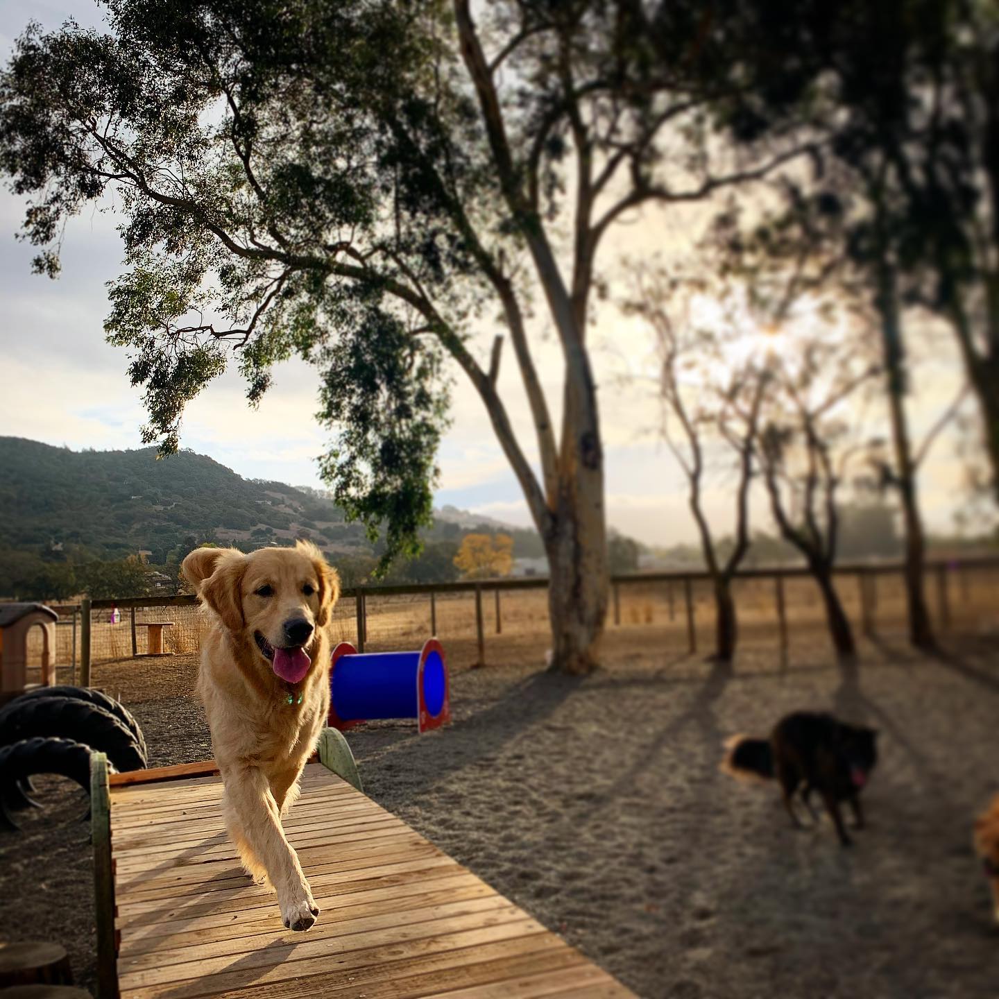 Taylor Mountain Canine Retreat