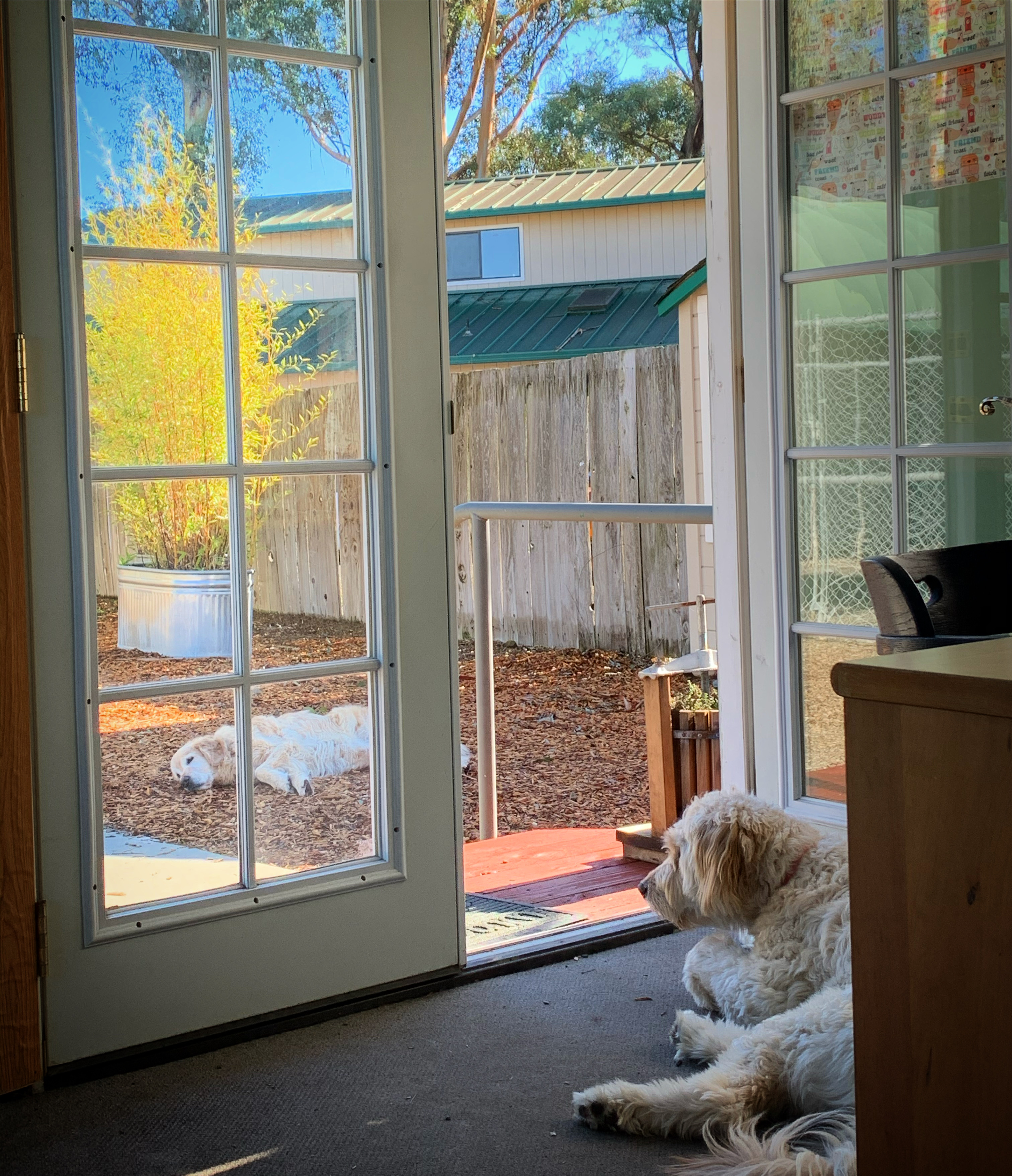 Taylor Mountain Canine Retreat
